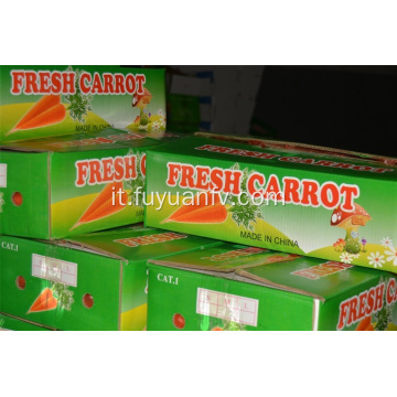 Carota xiamen fresca taglia L